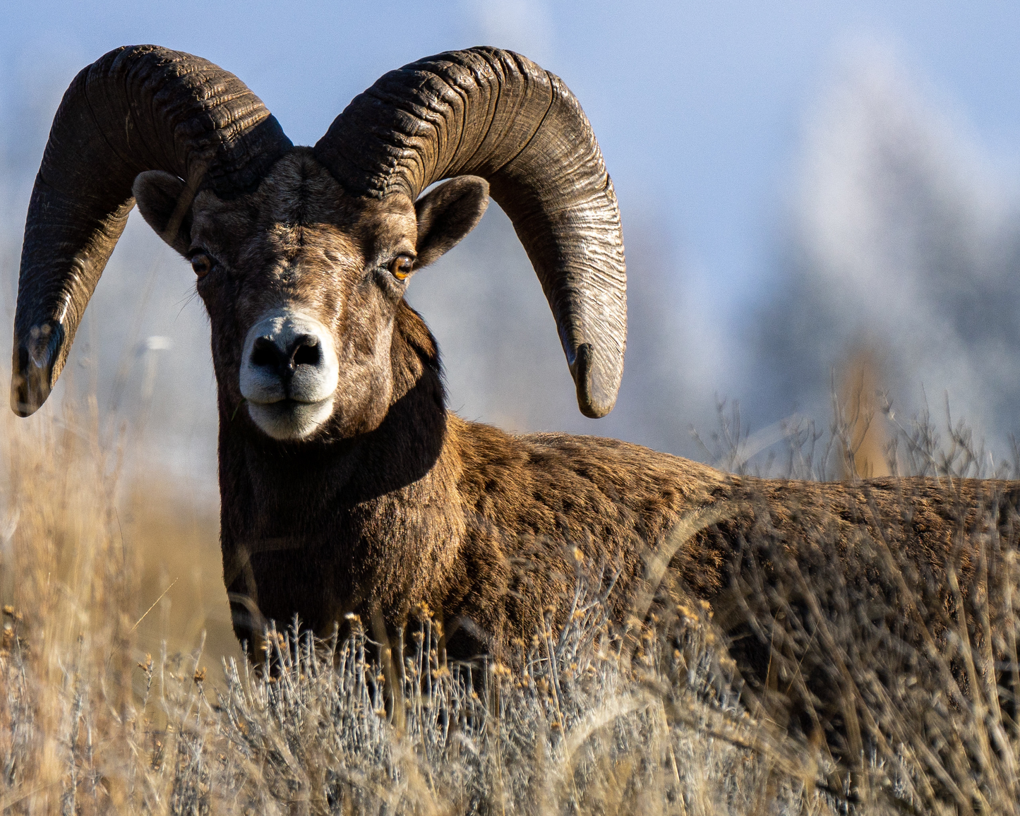 Wild Sheep Horn Aging Course