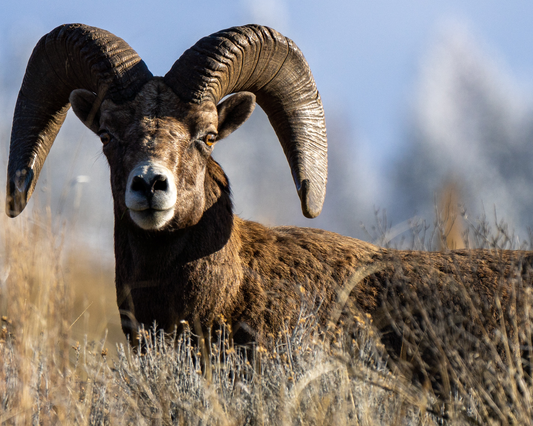 Wild Sheep Horn Aging Course
