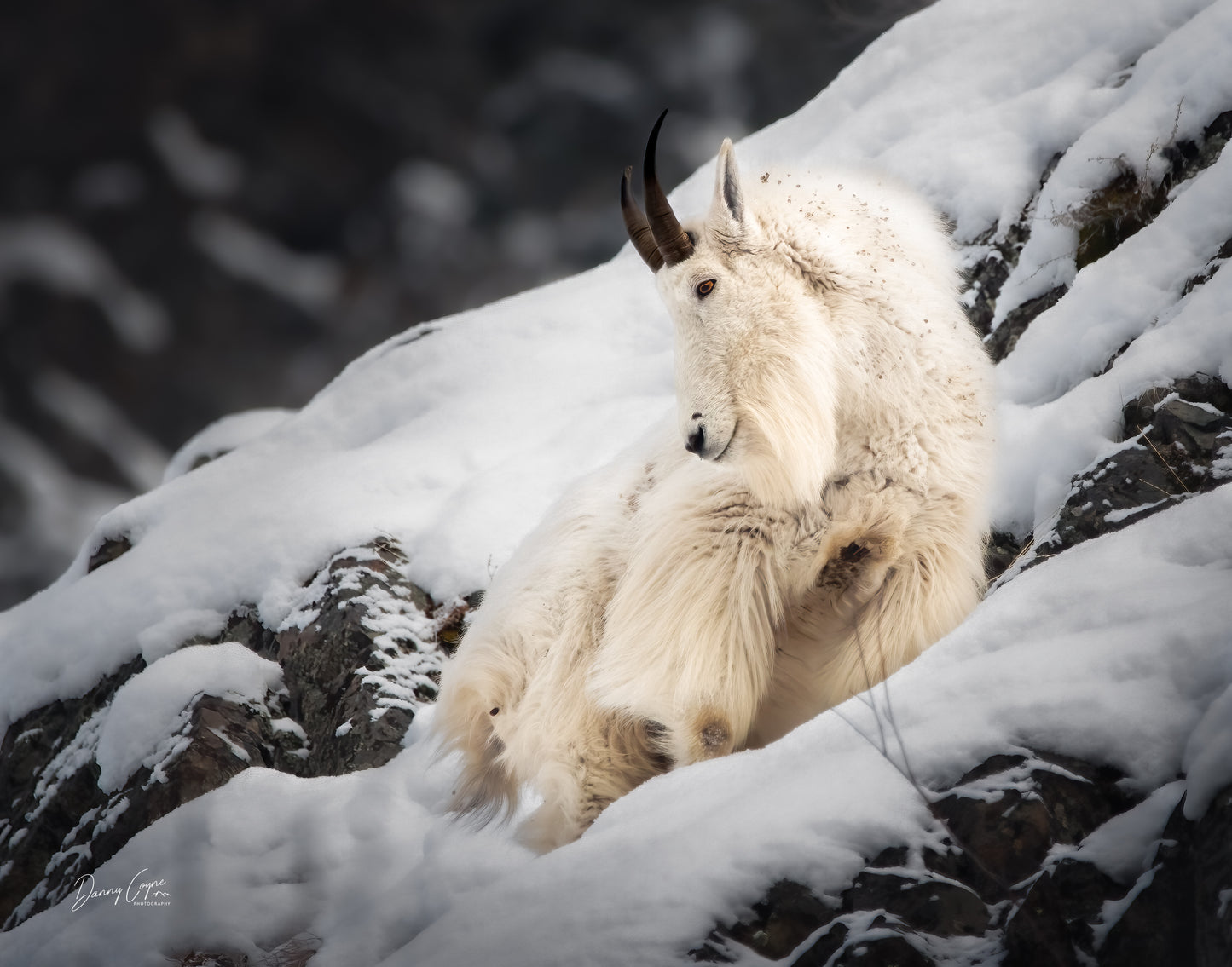 RMGA & IDFG Mountain Goat Sex Identification Training