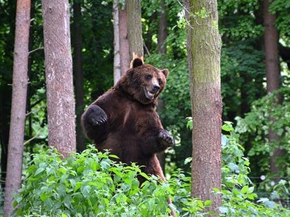 Online Bear Defence Demo