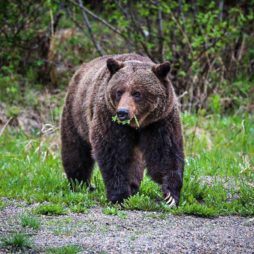 Bear & Wildlife Defence (BR1)